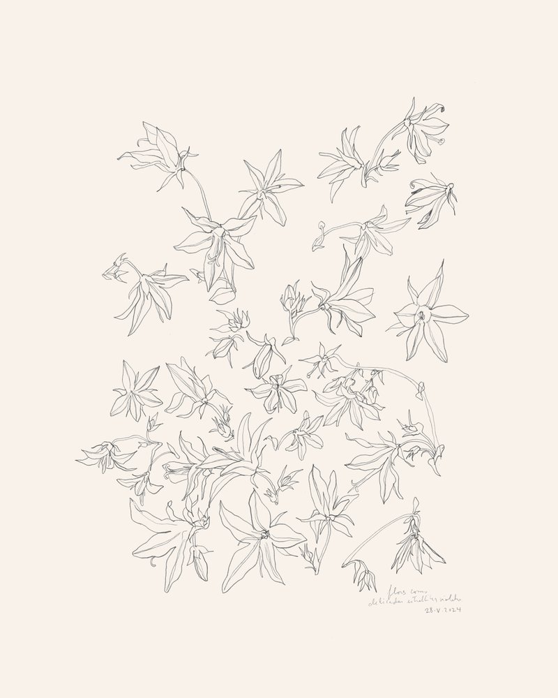 植物の花の研究 作： 