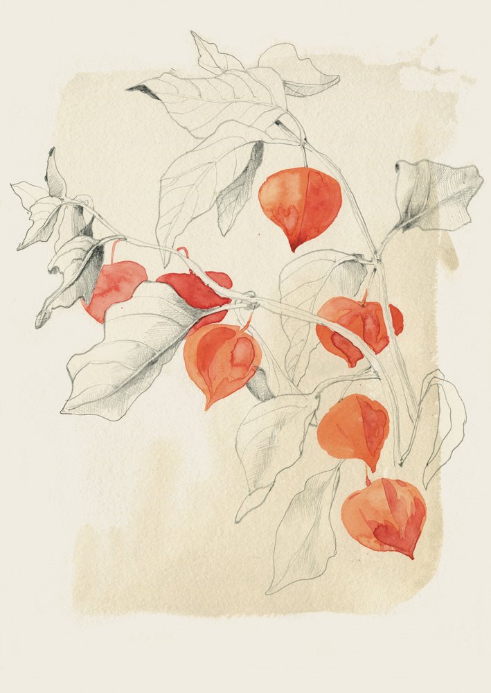 中国提灯のスケッチ 作： 