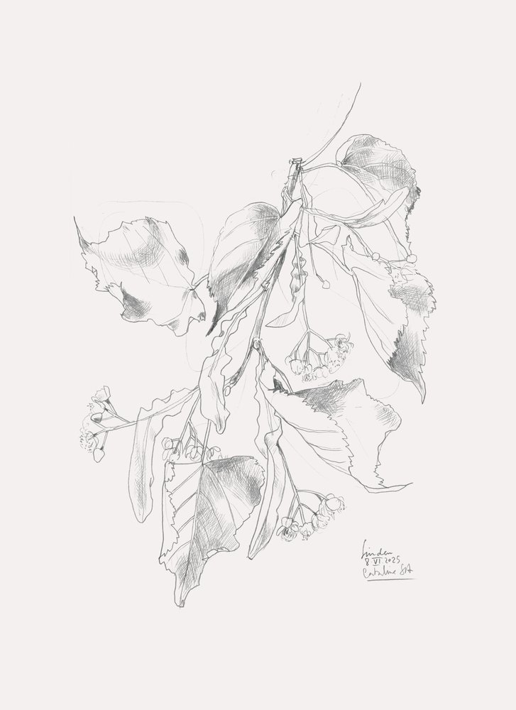 繊細なリンデンのスケッチ 作： 