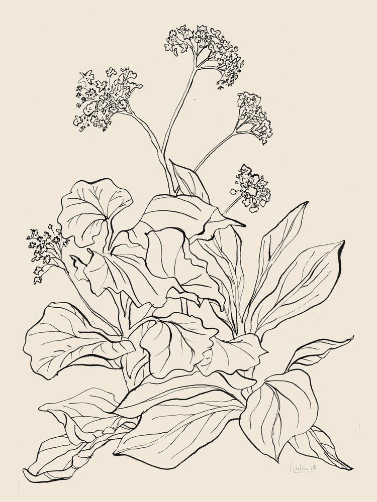 優雅な植物画 作： 