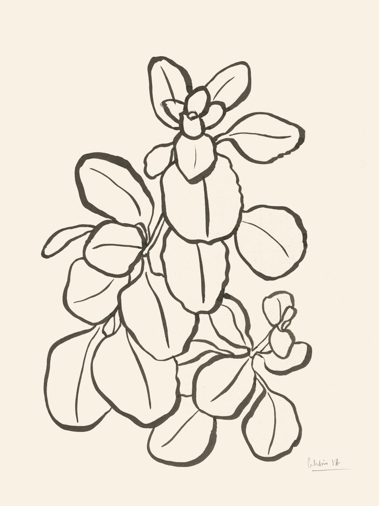 有機的な葉のデッサン 作： 