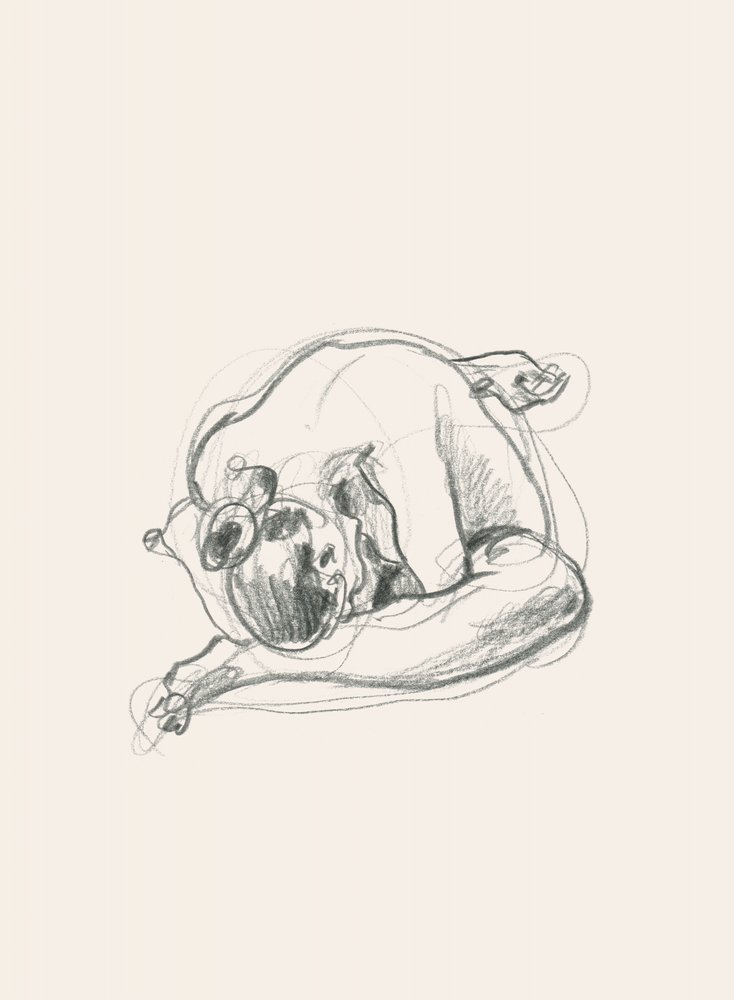 静かな、丸まった姿 作： 