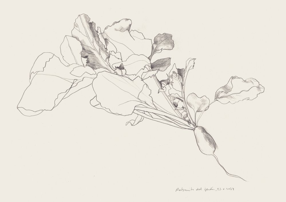 大根の植物図譜 作： 