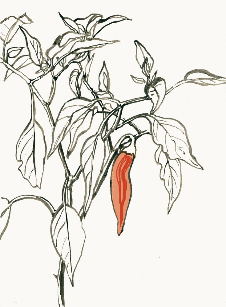 鮮やかなチリの絵 作： 