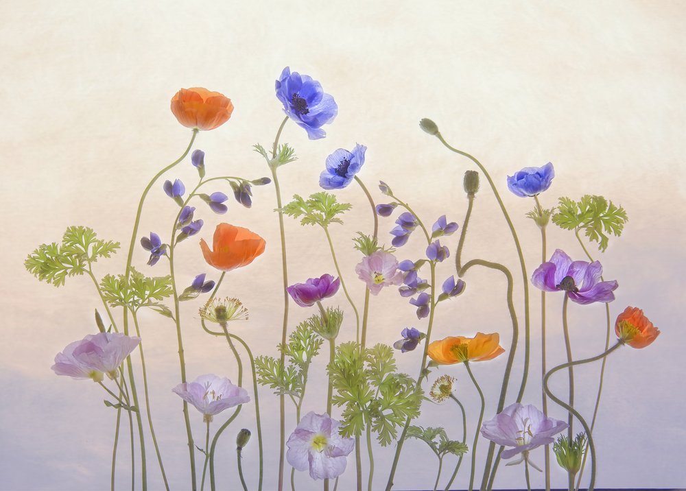 幻想的な庭園が花開く 作： 