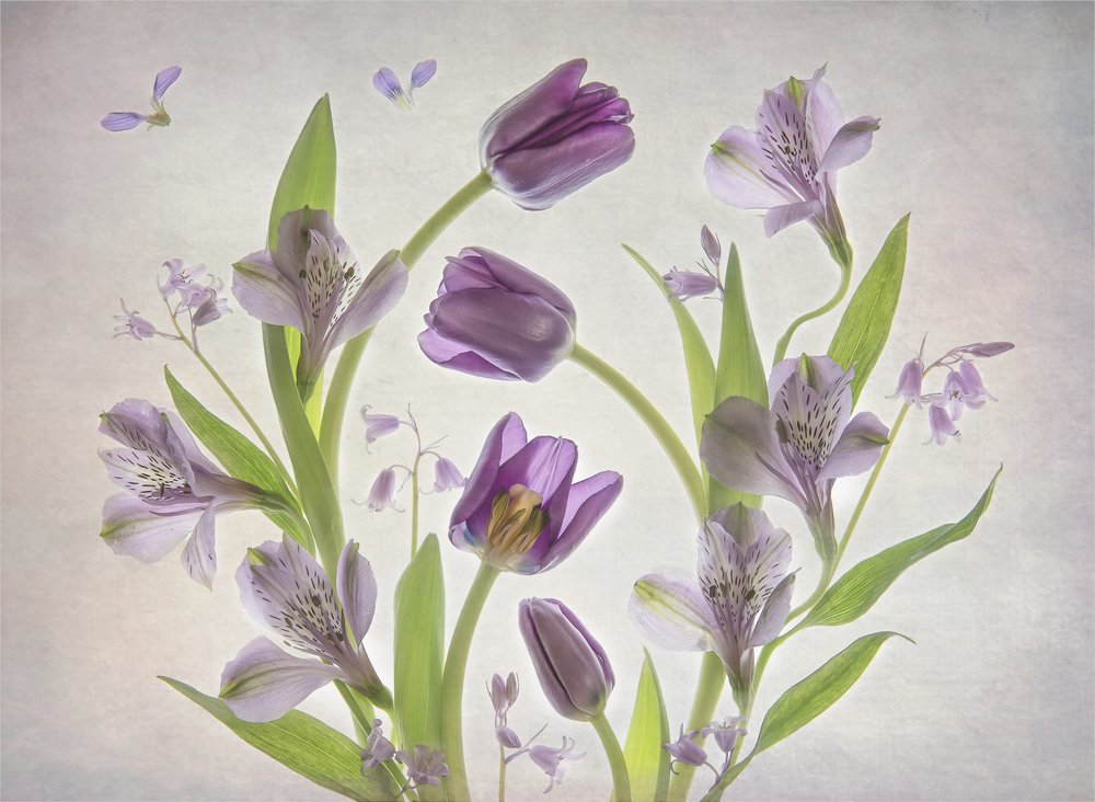 柔らかな紫色の花 作： 