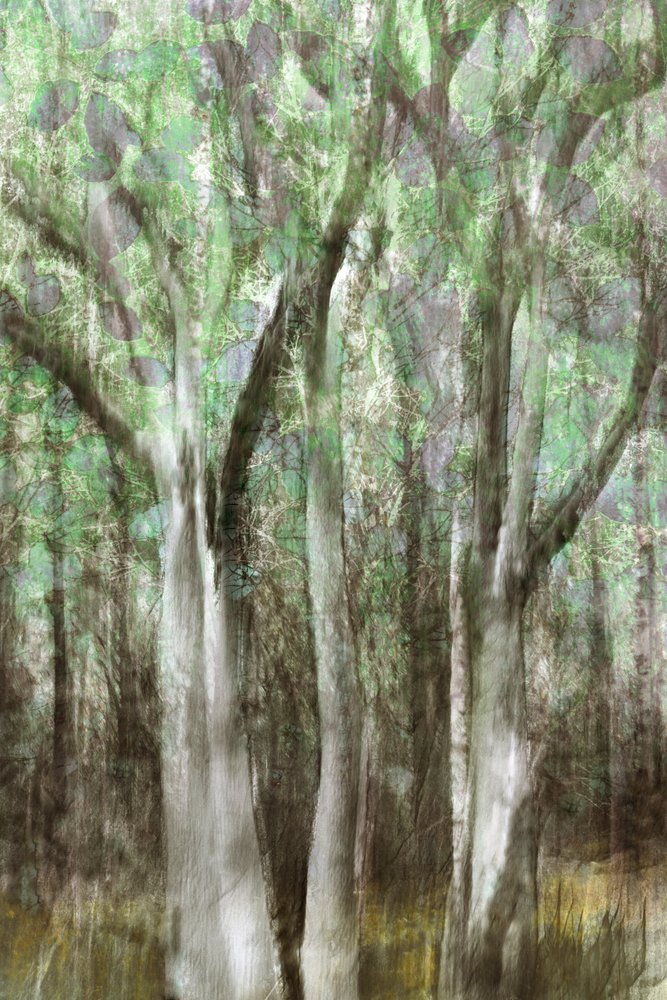 「森の静寂」 作： 
