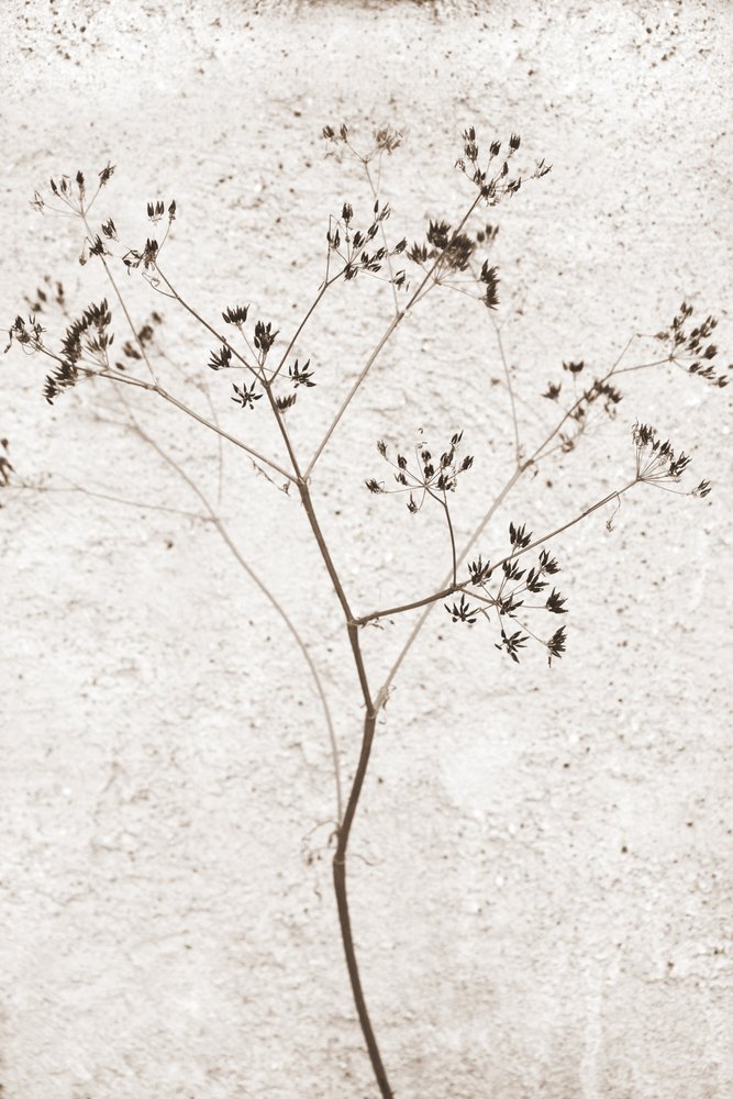 繊細な乾燥植物 作： 