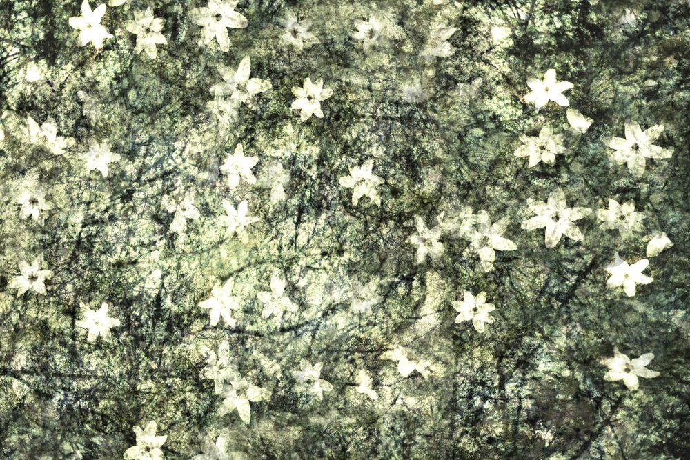可憐な庭の花々 作： 