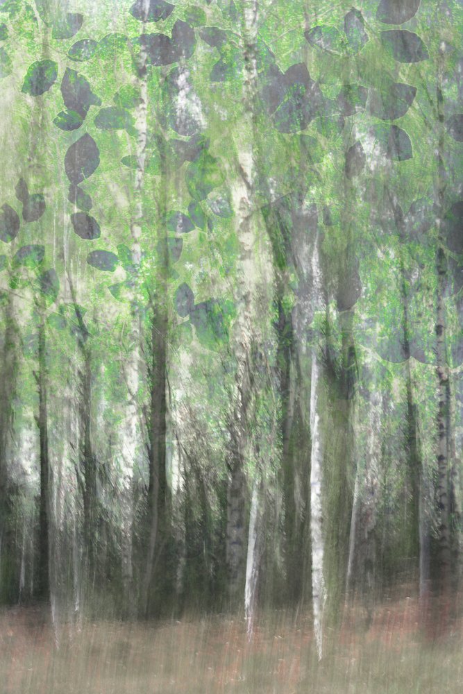 夢のような白樺の森 作： 
