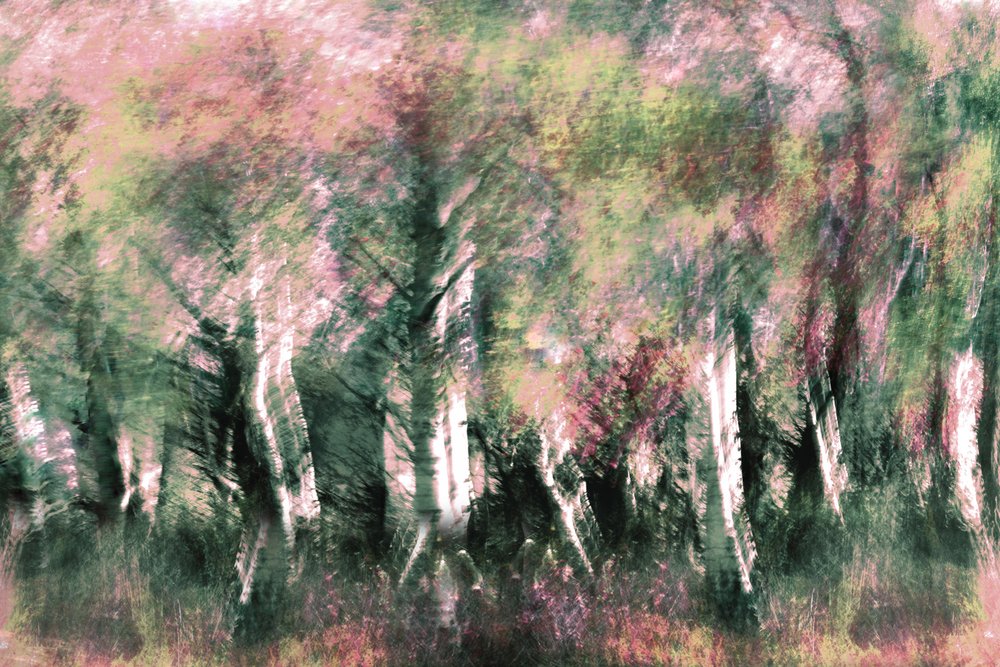 幻想の森の夢 作： 