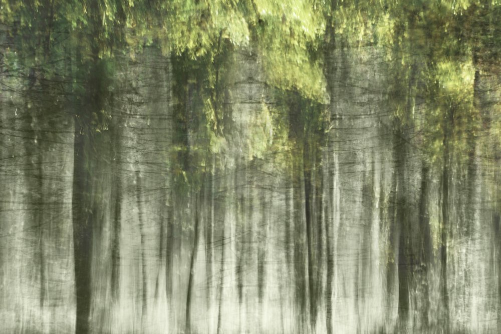 幻想的な森の光 作： 