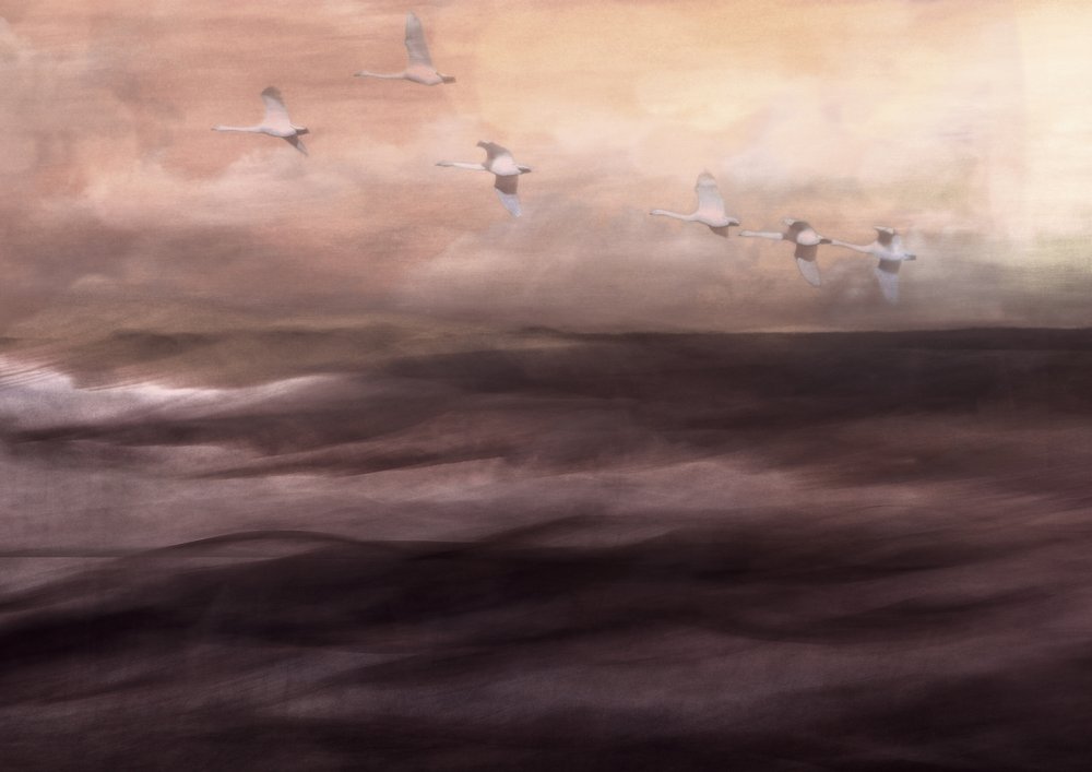 幻想的な白鳥の飛翔 作： 