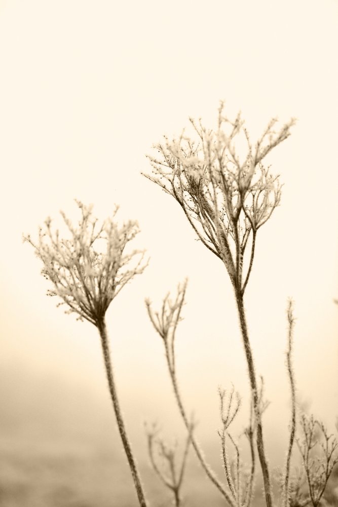 幻想的な冬の植物 作： 