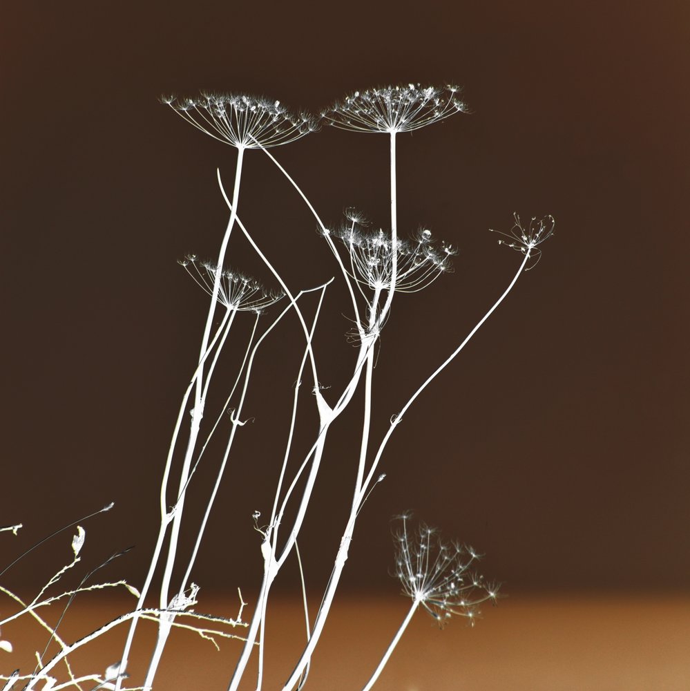 輝く植物の造形 作： 