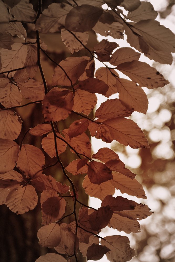 黄金の紅葉 作： 