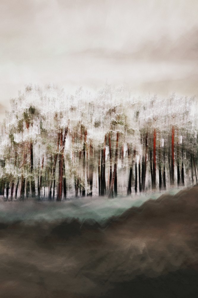 霧の森の静寂 作： 