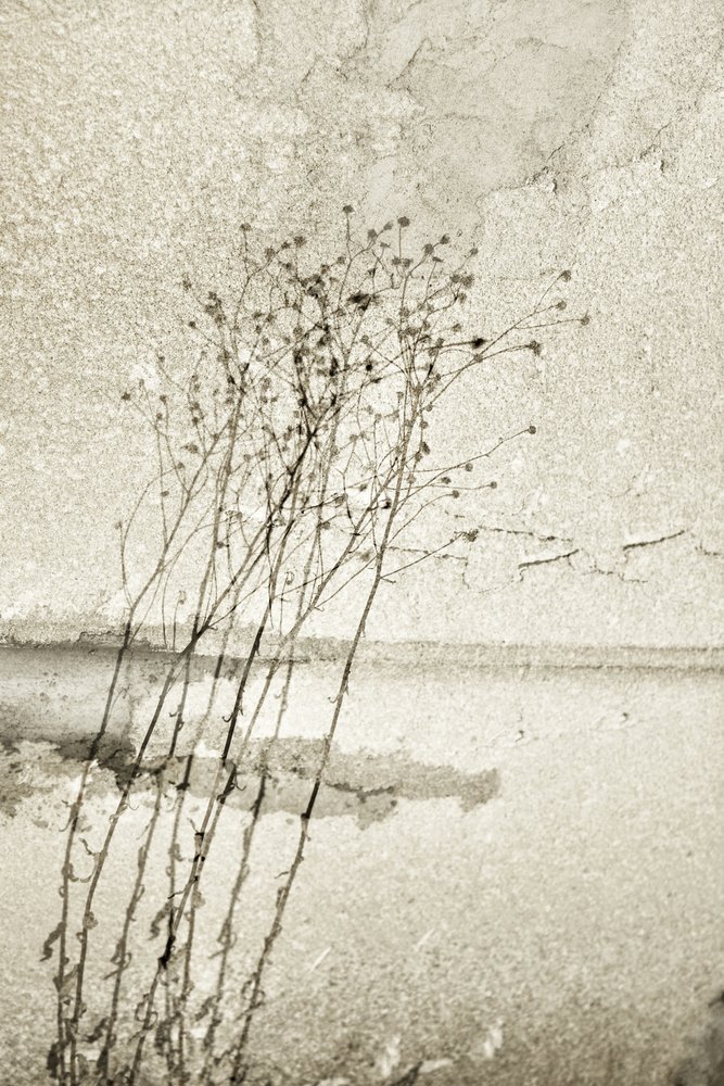 素朴な植物画 作： 