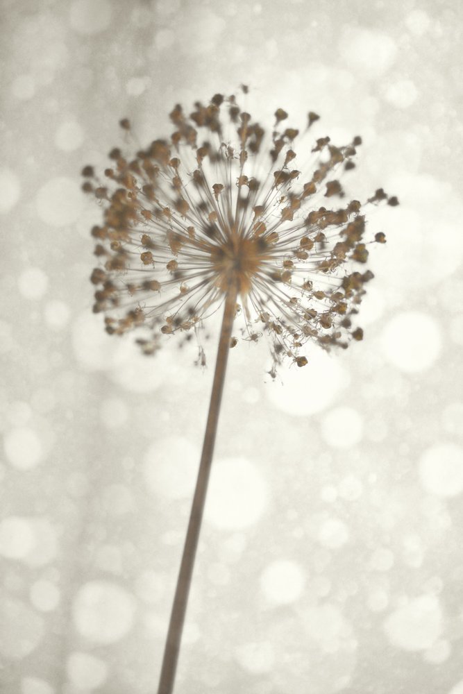 柔らかなアリウムの花 作： 