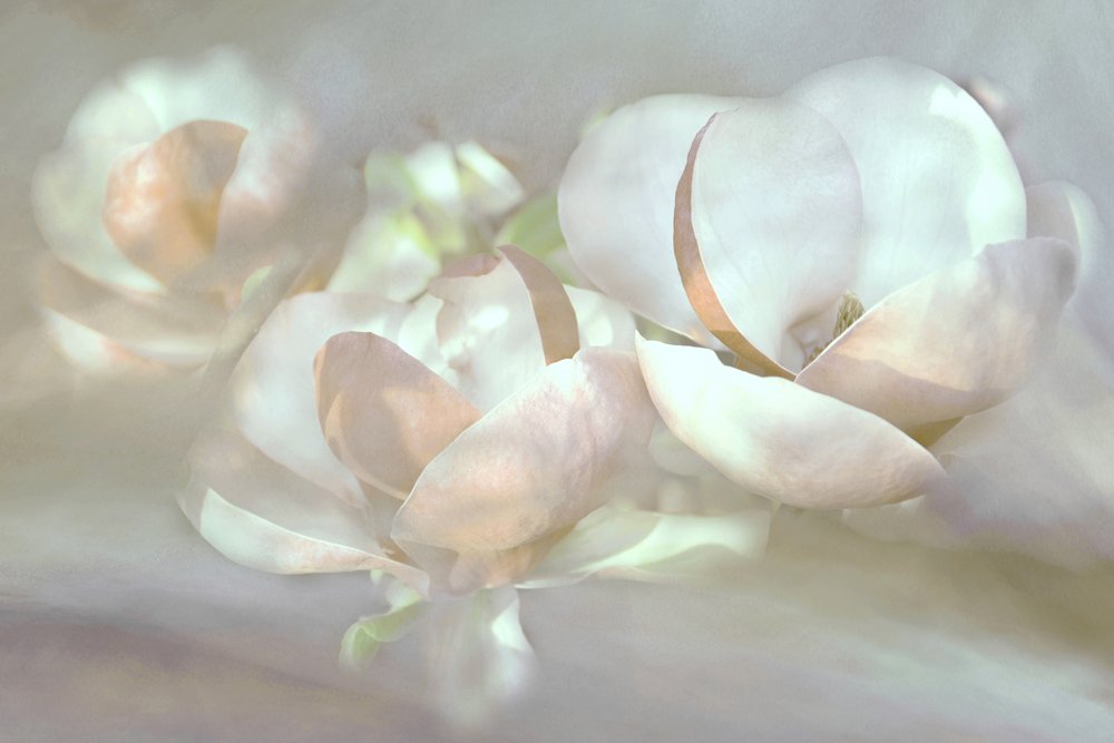 柔らかな木蓮の花 作： 