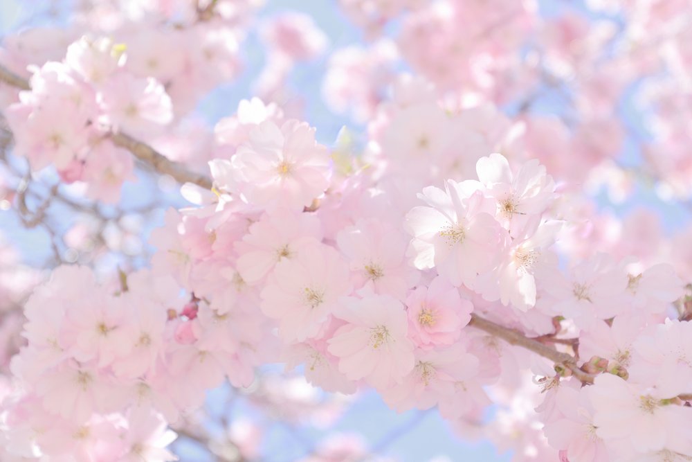 柔らかなピンクの桜 作： 