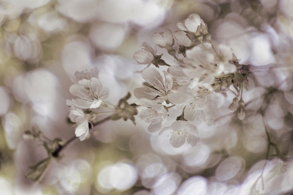 柔らかな春の花 作： 