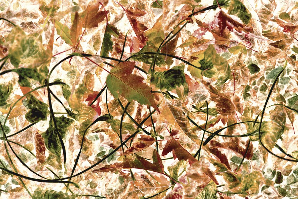 もつれた紅葉 作： 