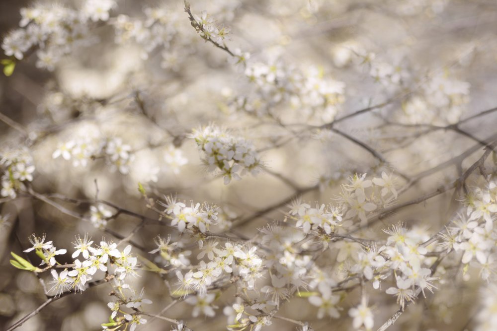 白い春の花 作： 