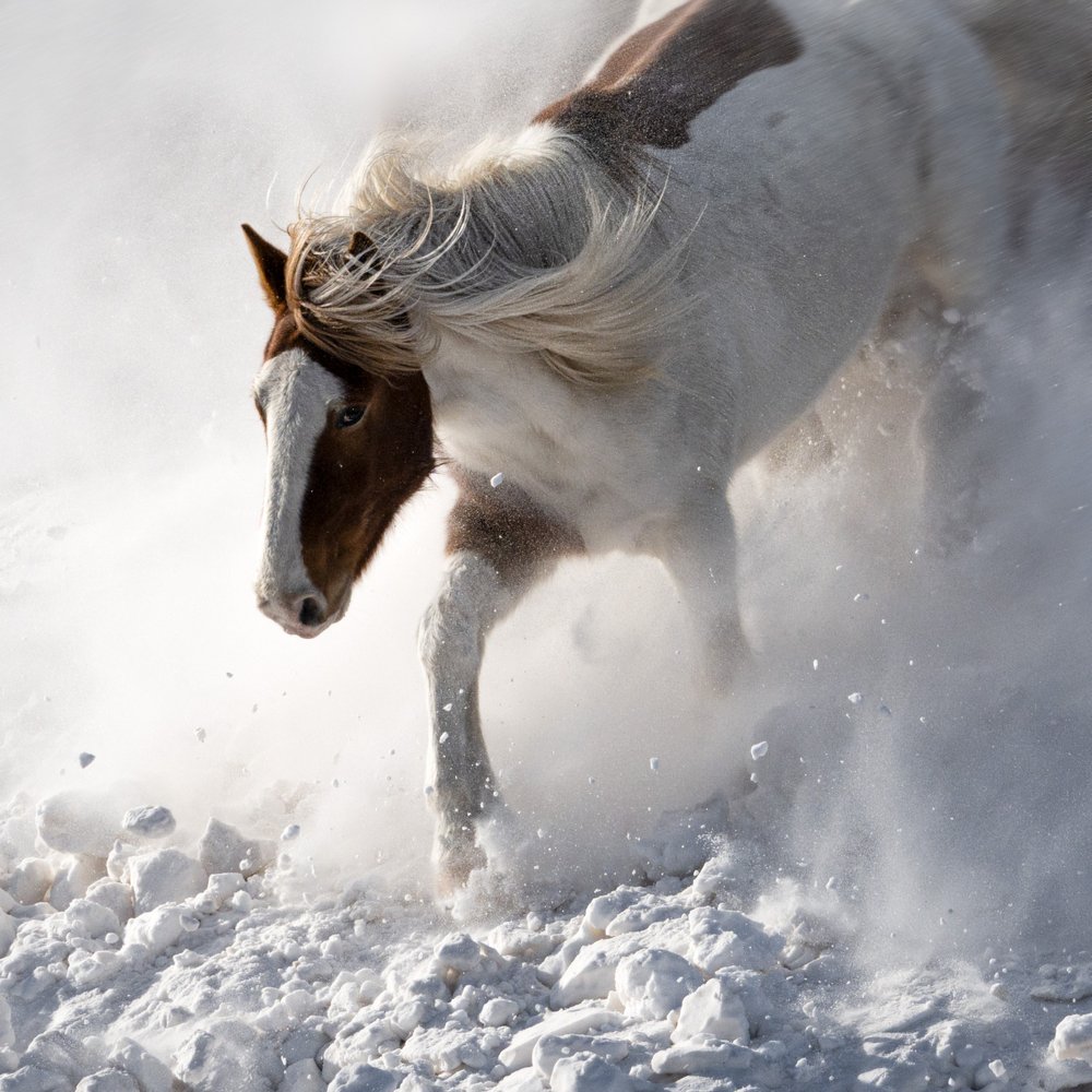 雪の中の躍動感あふれる馬 作： 