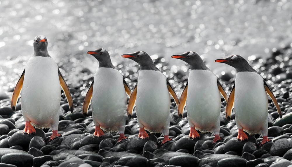 5羽の好奇心旺盛なペンギン 作： 