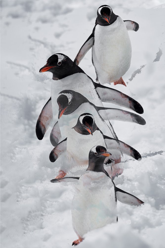 雪の中のペンギン 作： 