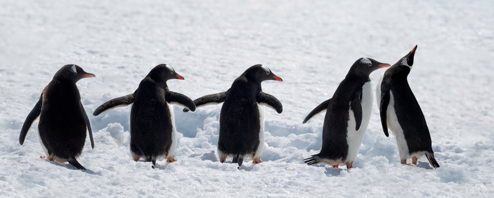 雪の中を歩くペンギンたち 作： 
