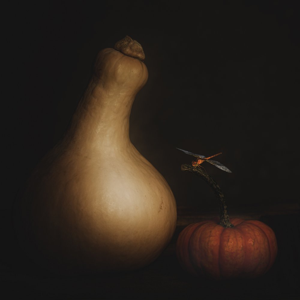 秋のカボチャとトンボ 作： 
