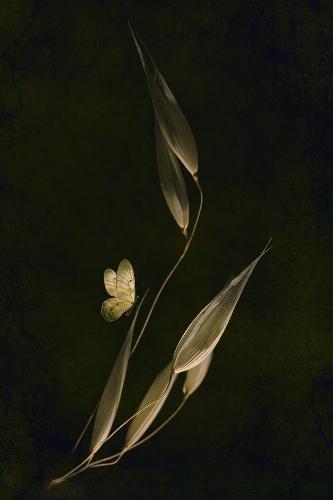 暗い植物の蝶 作： 