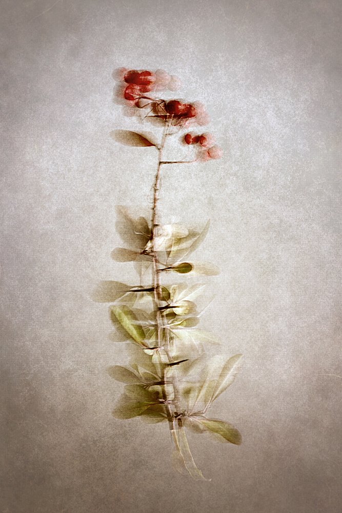 繊細な植物のベリー 作： 