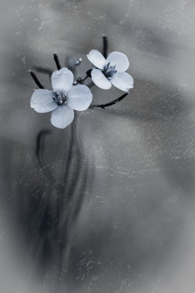 繊細な灰色の花々 作： 