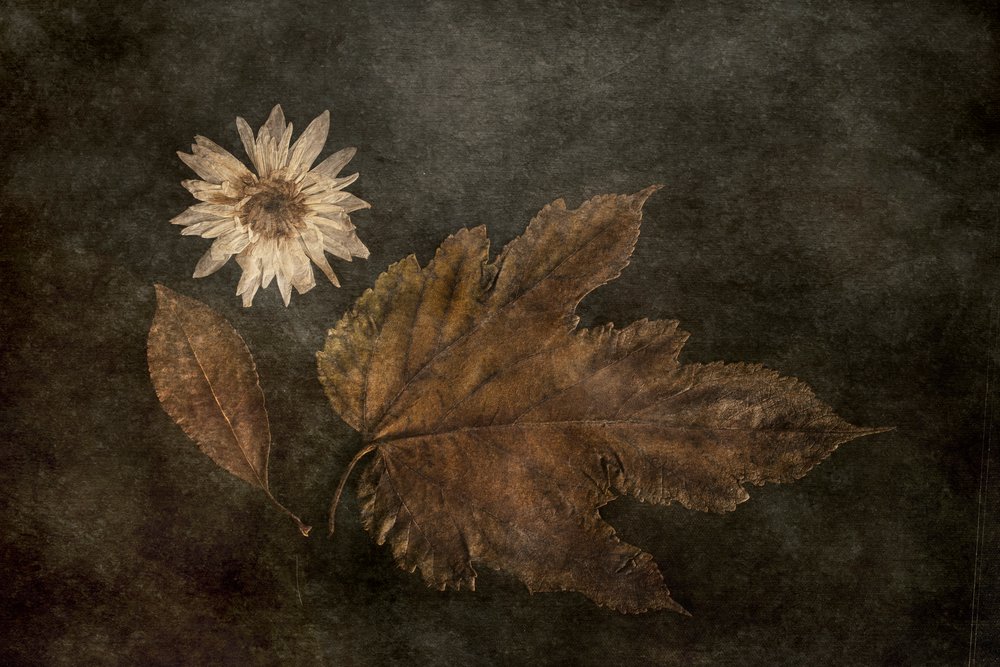 乾燥した秋の植物標本 作： 
