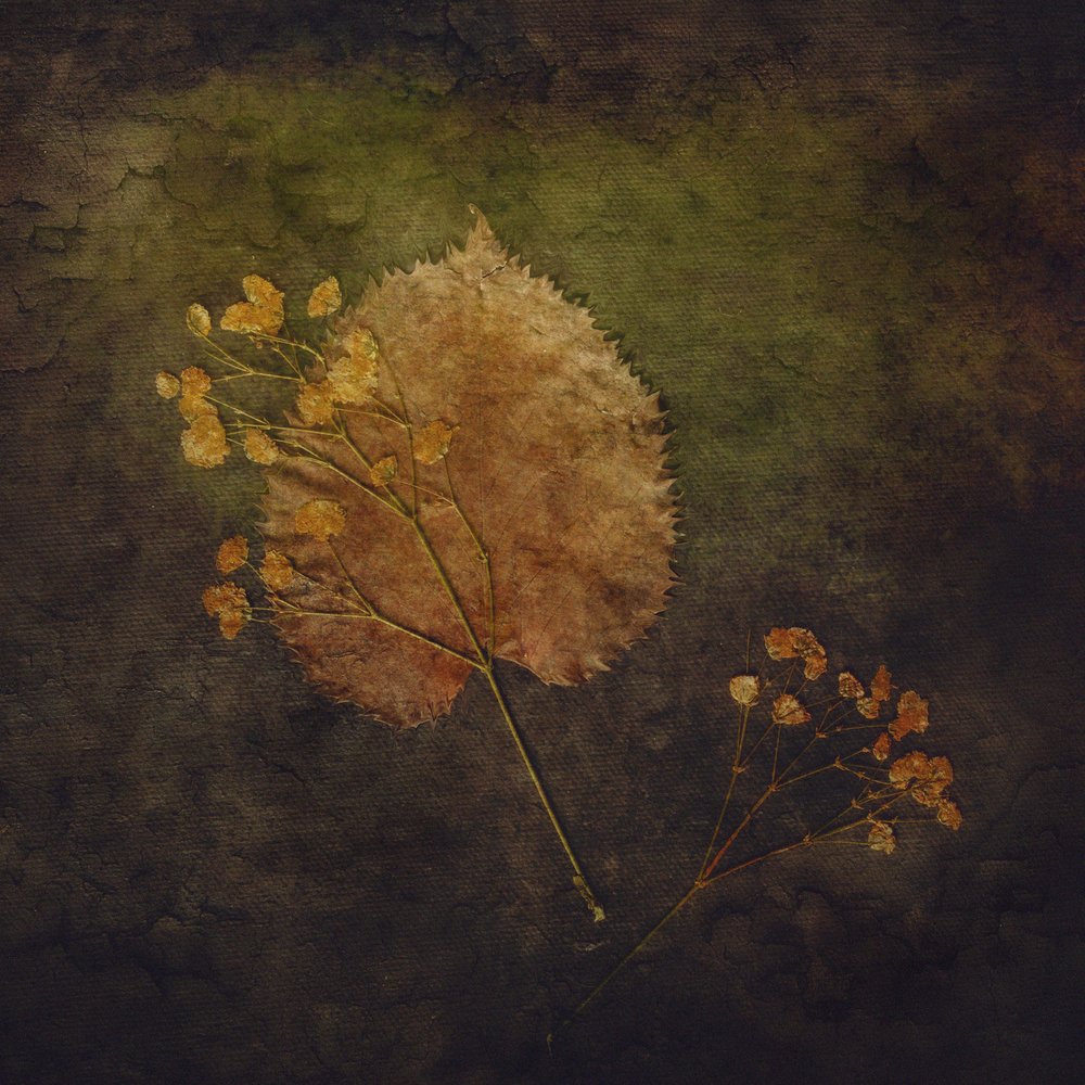 素朴な秋の植物 作： 