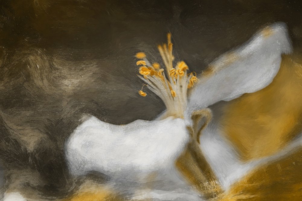 花 作： 