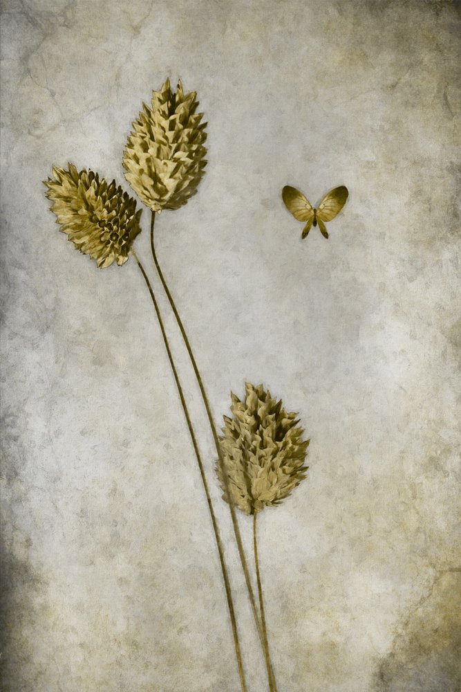 ヴィンテージ植物画の蝶 作： 