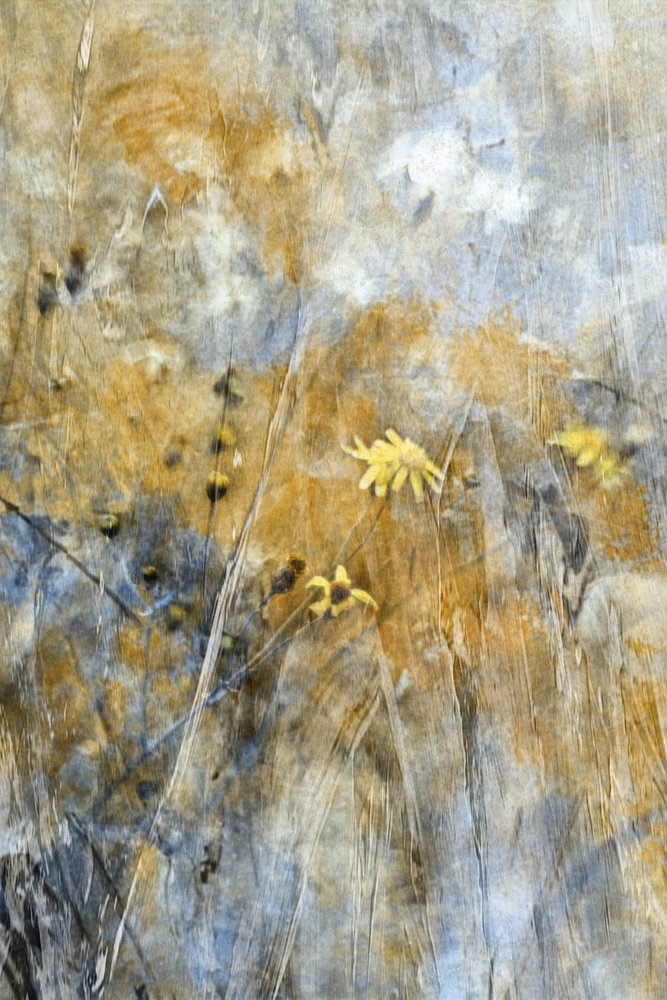 「抽象的な野の花」 作： 