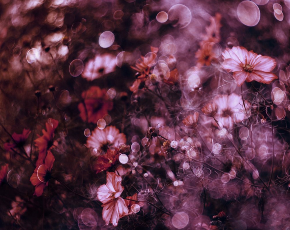 幻想的な花畑 作： 