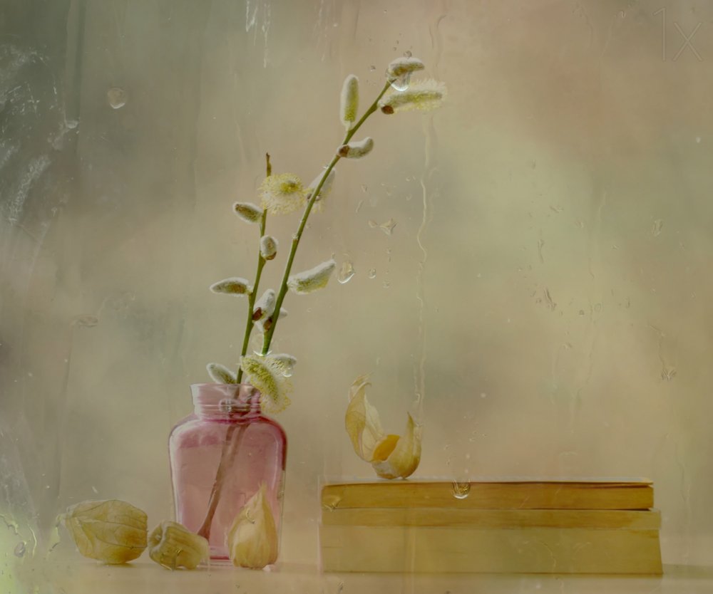 ネコヤナギと雨 作： 