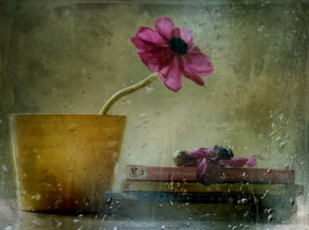 雨の日の窓辺の花 作： 