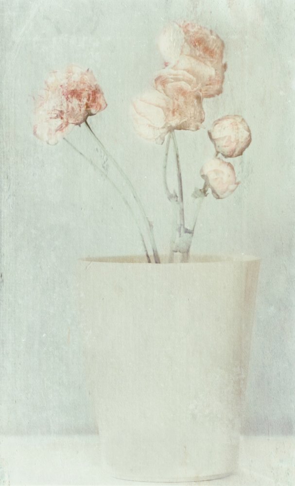柔らかな色あせの花 作： 
