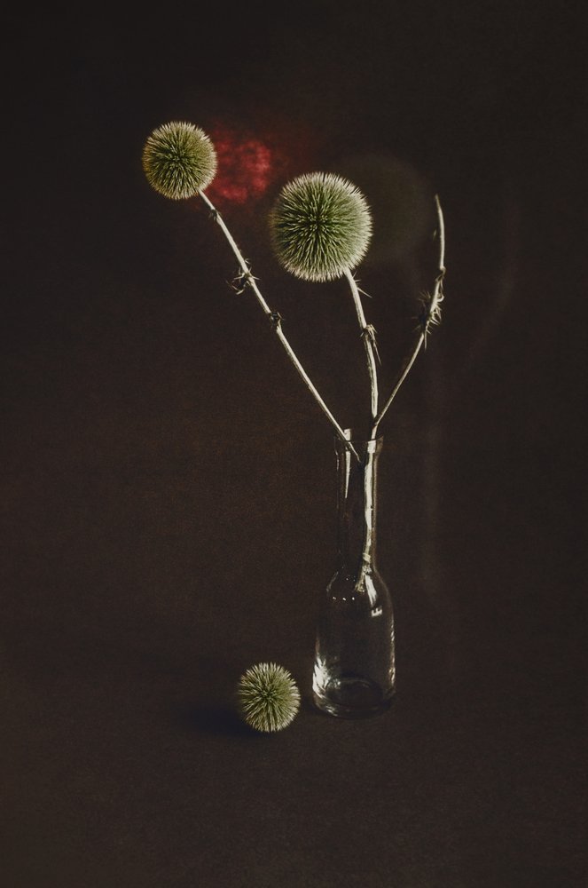 花瓶の中の乾燥したアザミ 作： 