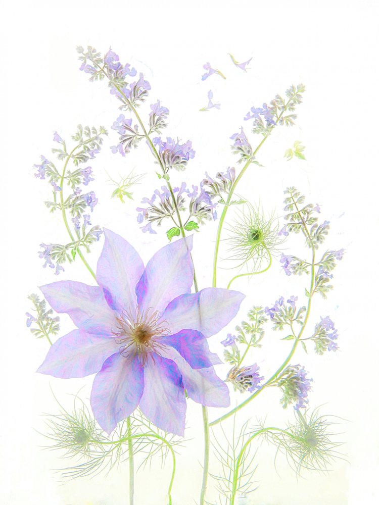 可憐なラベンダーの花 作： 