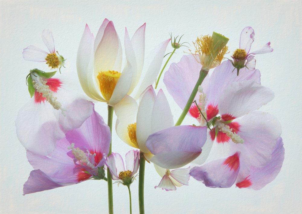幻想的な花の構成 作： 