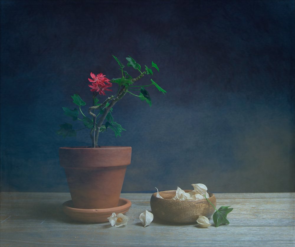 ムーディな鉢植えの花 作： 