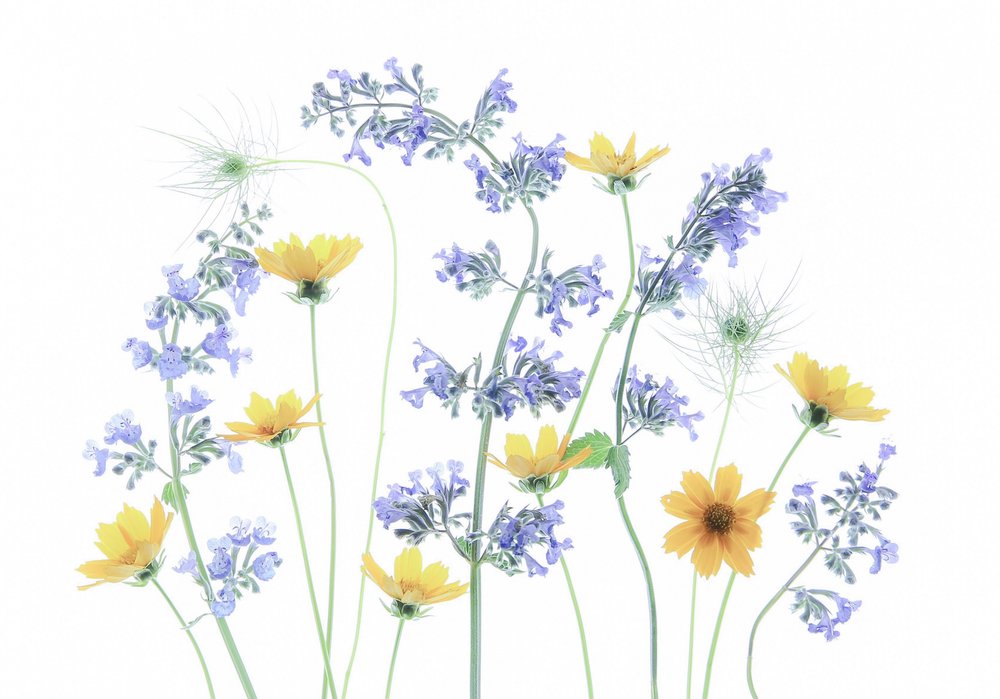 野原の花々 作： 